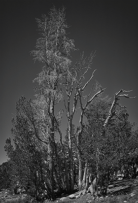Dead tree below timberline
