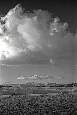 Bleak meadow below timberline