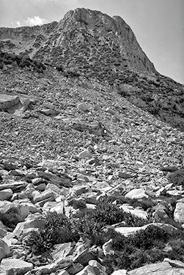 Stubby plants below timberline— #48