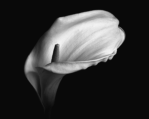 Calla Lily #19