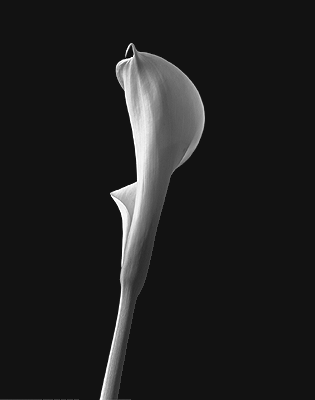 Calla Lily #29