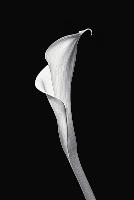 Calla Lily #30