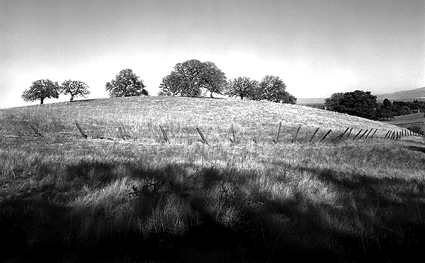 Oak Trees, Afternoon.