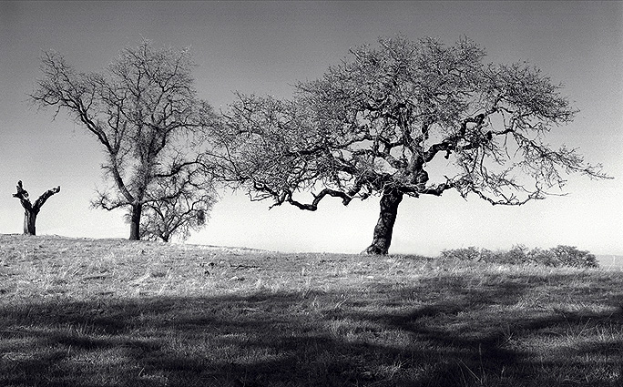 Oak Trees, Afternoon.