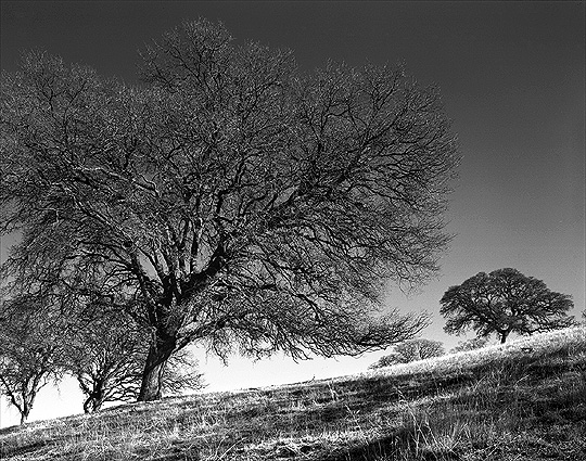 Oak Trees, Late Afternoon.