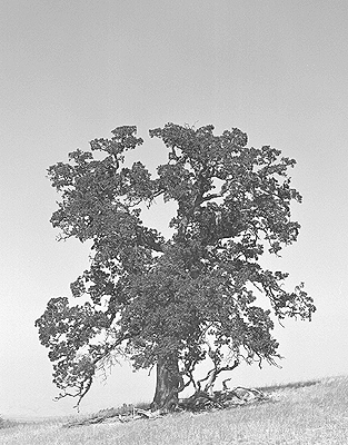 Oak Tree, Noon.