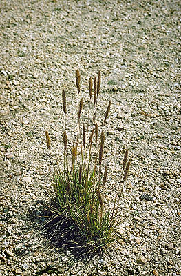 High Sierra Grass at Timberline