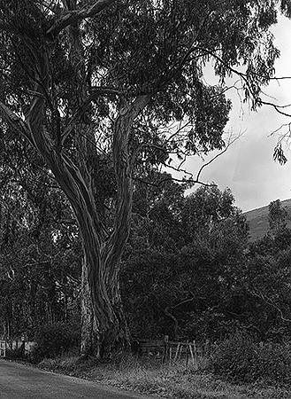 Willowside Farm, Eucalyptus Tree