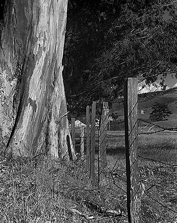 Willowside Farm, Eucalyptus Tree