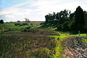 Looking up the hill, showing trail to tghe left