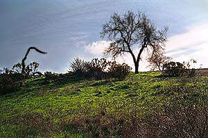 Oaks from the top of the first hill.