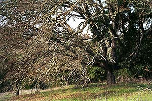 Oak tree near the lake.