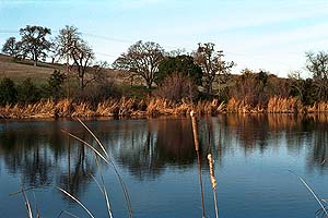 Arastradero Lake