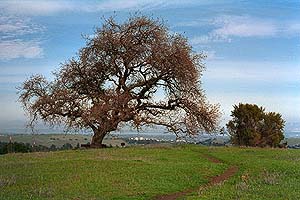 Oak tree with bench underneath.