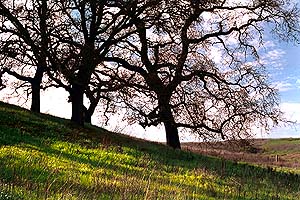 Oak trees.