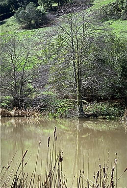 The pond in full sun.