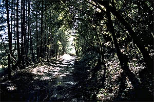 This section of the trail is in shade all day long.