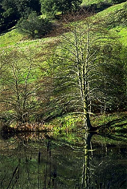 Trees at the pond.