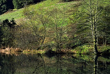 Trees at the pond.