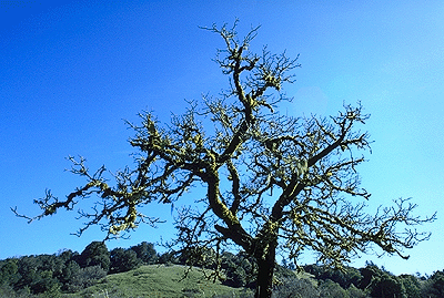 One of the remnants of an old orchard.