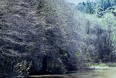 Foliage at the pond in full sun.