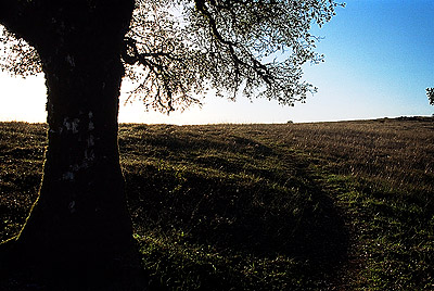 Another of those trees, at sunset