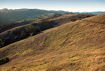 Later afternoon, golden hill, deer tracks looking towards San Francisco