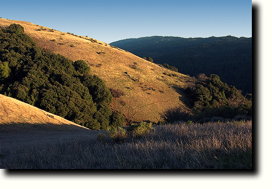 Later afternoon, golden hill, deer tracks and Stevens Creek Canyon