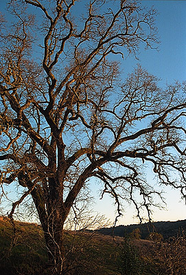 Another of the photographers trees, at sunset