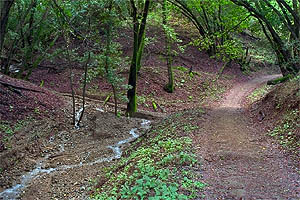 At this point the trail heads up the ridge and away from the creek