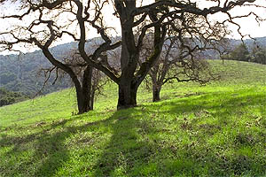 Oak trees and meadow