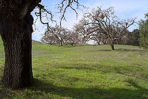 Oak trees and meadow