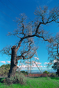 Tree and power tower.