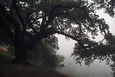 Fog on the Ancient Oaks trail, Russian Ridge