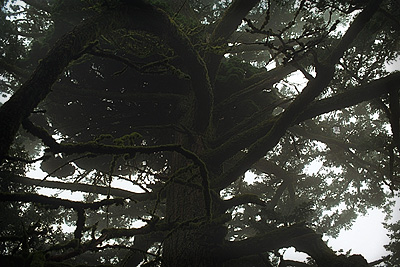 Fog on the Ancient Oaks trail, Russian Ridge