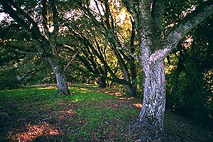 Foliage along the Hawk Trail