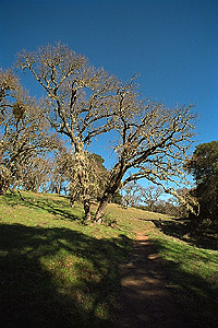 Oak trees on the way to Hamms Gulch Trail gate