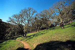 Oak trees on the way to Hamms Gulch Trail gate