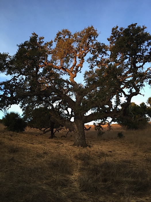 Arastradero Preserve