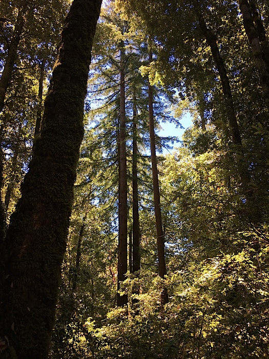 Purissima Redwoods