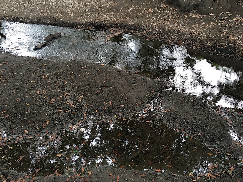 Rancho San Antonio Stream