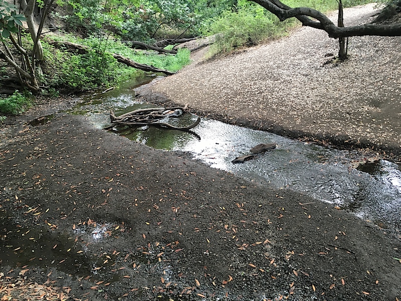 Rancho San Antonio Stream