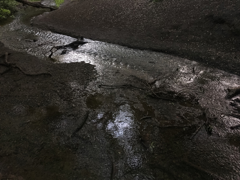 Rancho San Antonio Stream