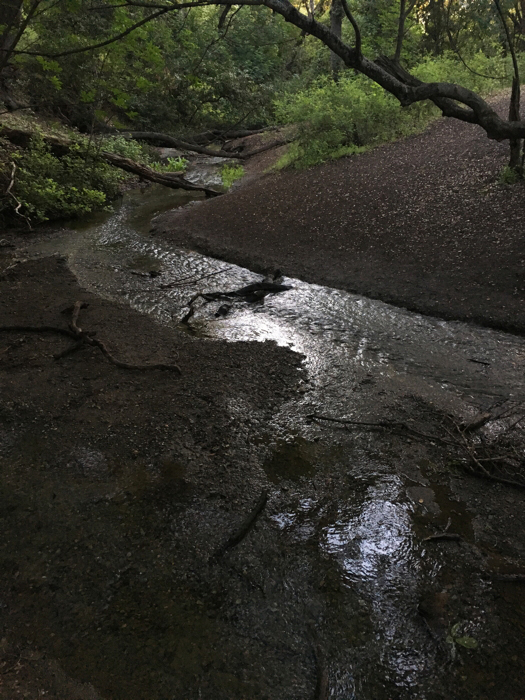 Rancho San Antonio Stream