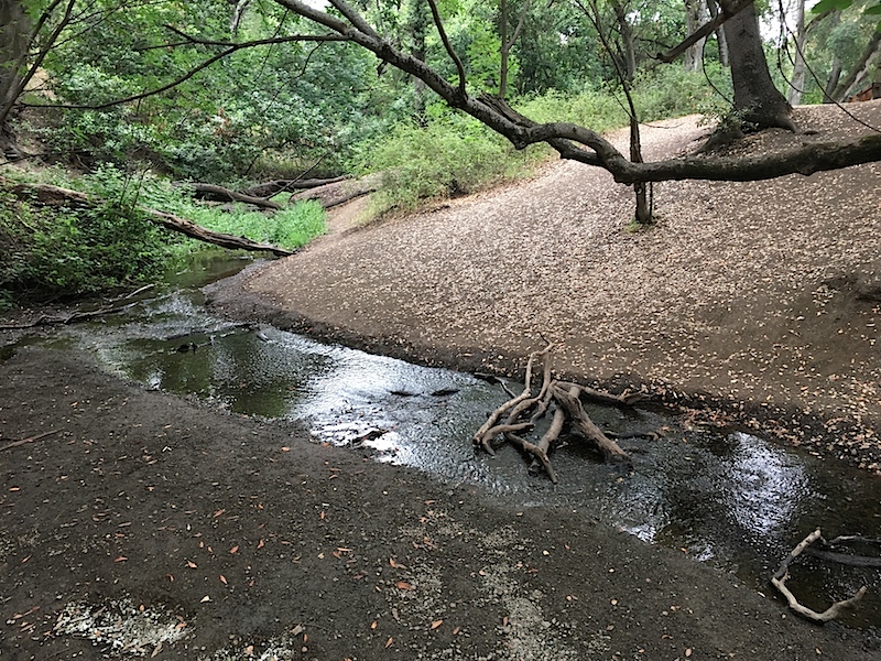 Rancho San Antonio Stream