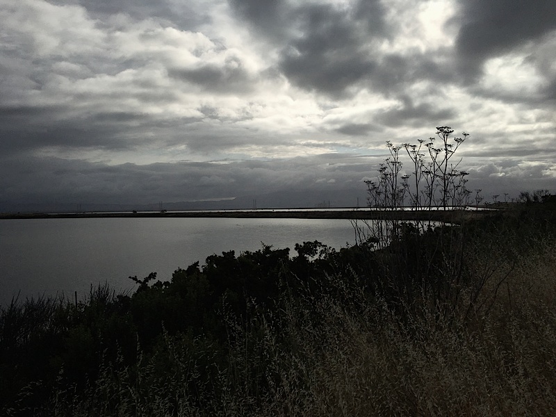 Shoreline Lucy Evans, Palo Alto