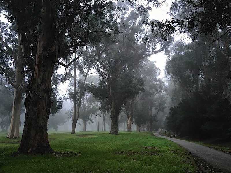 Foggy Morning