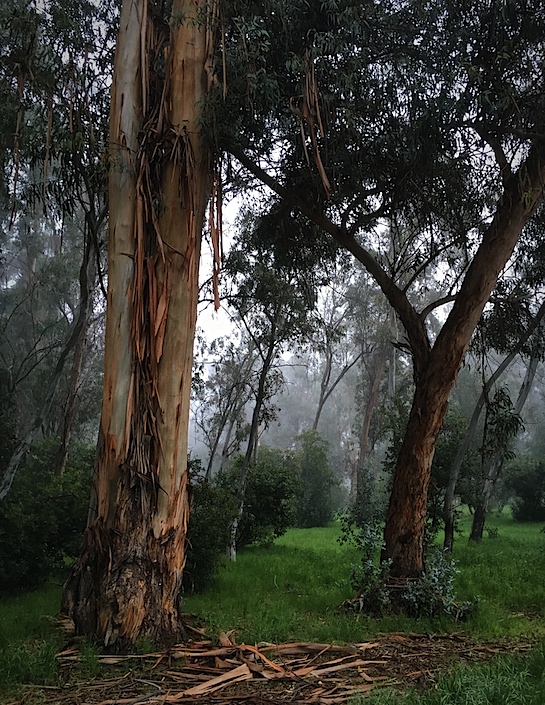 Dos Eucalypti