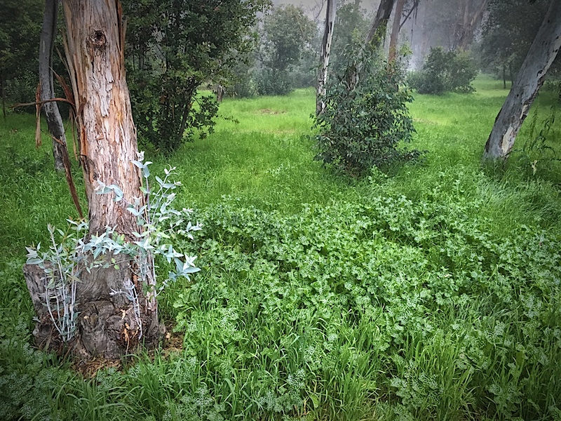 Undergrowth