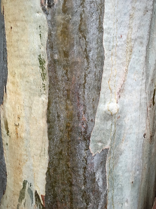 Bark #3